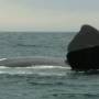 Argentine - Excurtion baleines