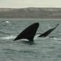 Argentine - Excurtion baleines 8