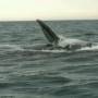 Argentine - Excurtion baleines 11
