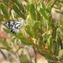 Australie - Butterfly au Mt Bruce