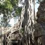 Cambodge - Ta Phrom