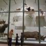 USA - La salle des mammifères au Musée National de l