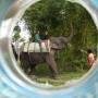 Inde - Ballade en elephant