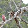 Australie - Cacatoès rose