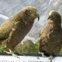 Nouvelle-Zélande - NZ parrots : KEA