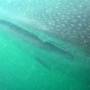 Philippines - Requin baleine (3)
