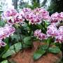 Singapour - Jardin des orchidées - Jardin de las orquídeas