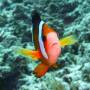 Philippines - Nemo en gros plan