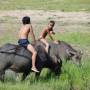 Laos - gamins et water buffalos