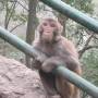 Thaïlande - Femelle singe qui s est accrochee a la jambe de Titi - son regard lorsqu il est parti
