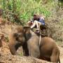 Thaïlande - Virée en éléphant