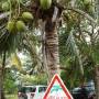 Nouvelle-Calédonie - Attention noix de coco