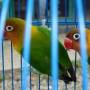 Indonésie - Pasar Ngasem - Marché aux oiseaux