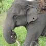 Thaïlande - elephant conservation center- Chiang Mai