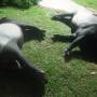 Malaisie - Tapirs