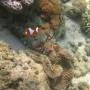 Indonésie - Des pitis poissons clowns