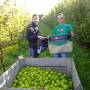 Nouvelle-Zélande - Picking apples