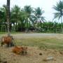 Indonésie - Petit terrain de foot à Medewi