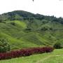 Malaisie - plantations de the