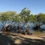 Australie - la mangrove