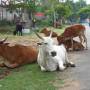 Inde - Vaches comme toujours dans la rue en Inde