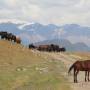 Kirghizistan - Route parfois encombrée de chevaux