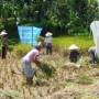 Indonésie - Ramassage du riz à Ubud