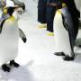Nouvelle-Zélande - Les jolis pingouins