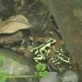 USA - Une petite grenouille verte