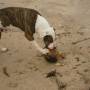 Brésil - Le premier chien ouvreur de coco. (Trindade)