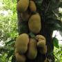 Brésil - Des durians et si ce n