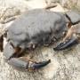 Brésil - La pose du crabe