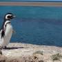 Argentine - Puerto Madryn - Pingouins 3