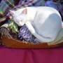 Thaïlande - la vie de chat sur la soie
