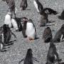 Argentine - Pingouins