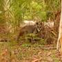 Australie - PREMIER kangourou