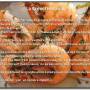 Nouvelle Cal�donie - Session cuisine