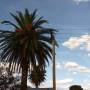 Australie - Palmiers