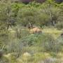 Australie - Dromadaire