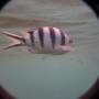 Australie - Pote � Nemo