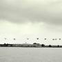 Perou - Iles Balestas