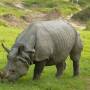 N�pal - tout pres du rhino
