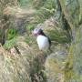 Islande - 1ere partie du voyage de noces