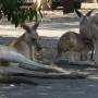 Australie - Tropique au compteur, change pas l�moteur
