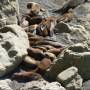 Argentine - Peninsula Vald�s