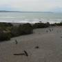 Argentine - Peninsula Vald�s