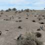 Argentine - Peninsula Vald�s.