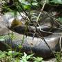 Thailande - Calaos, gibbons, macaques, anaconda...