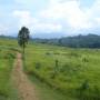 Thailande - Calaos, gibbons, macaques, anaconda...