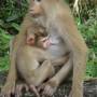 Thailande - Calaos, gibbons, macaques, anaconda...